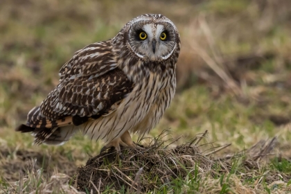 Owl in marshlands of Parkgate