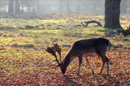 Deer Grazing in Woodland 